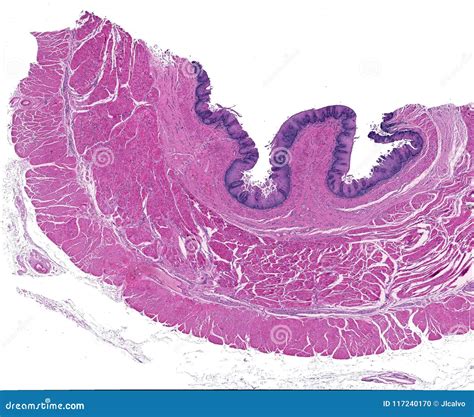 Esophagus Submucosa. Connective Tissue Stock Photo | CartoonDealer.com #117239430