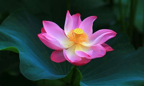 Lotus Flower Meaning - astonishingceiyrs