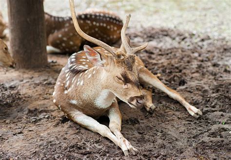 Baby Deer Sleeping Stock Photos, Pictures & Royalty-Free Images - iStock