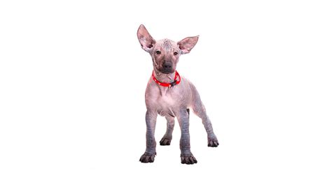 Xoloitzcuintle: todo lo que debes saber sobre esta raza