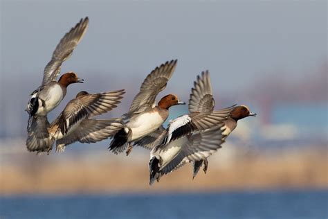 500px / a flight of widgeons by Siebe Wiersma | Bird hunting, Waterfowl hunting, Waterfowl art