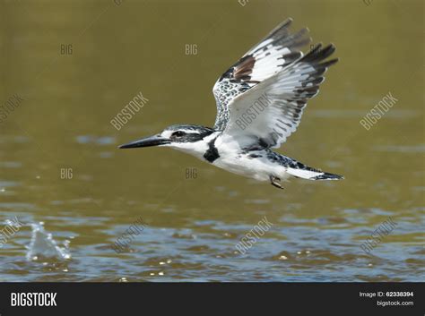 Pied Kingfisher Flying Image & Photo (Free Trial) | Bigstock