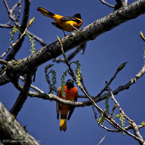 Fussy Pair of Baltimore Orioles | Michael.PortrayingLife.com | Flickr