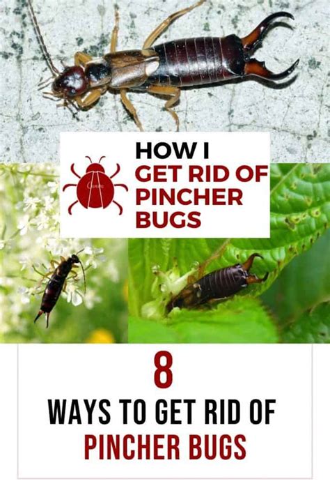 How to Get Rid of the Pincher Bug - How I Get Rid Of