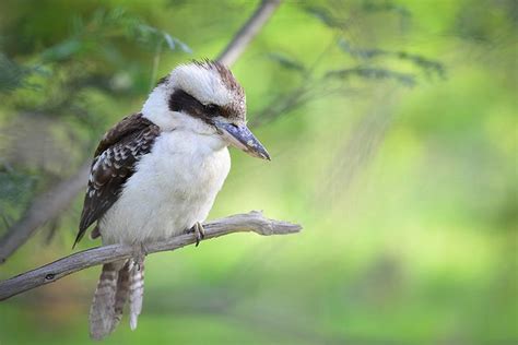 Laughing Kookaburra - Animal Facts for Kids - Characteristics & Pictures