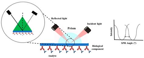 Biosensors | Free Full-Text | Surface Plasmon Resonance (SPR) Sensor for Cancer Biomarker Detection