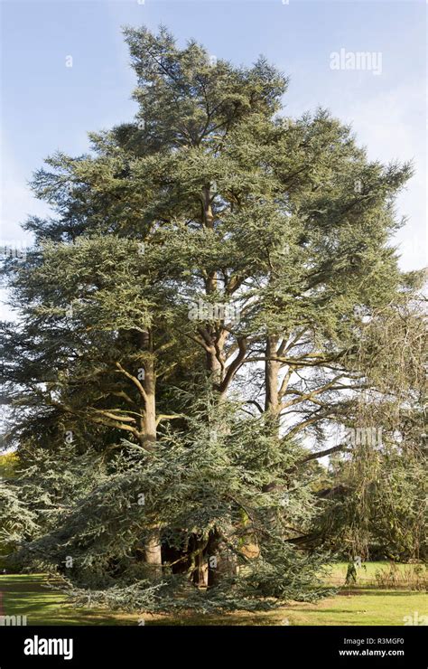 Blue Atlas cedar tree, cedrus atlantica, National arboretum, Westonbirt arboretum ...