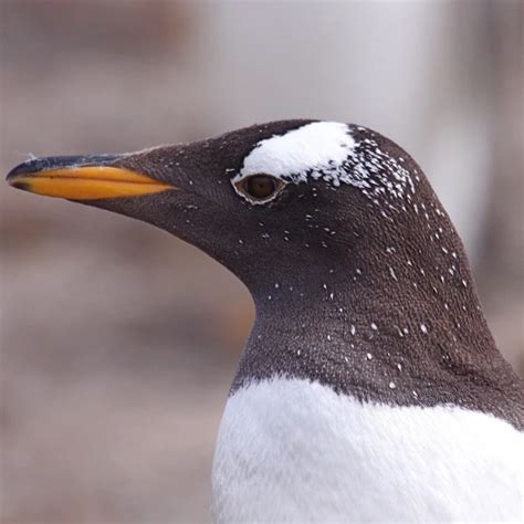 Gentoo Penguin - Facts, Diet, Habitat & Pictures on Animalia.bio