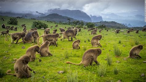 Simien Mountains National Park – Scenic Ethiopia Tours