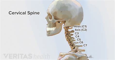 Discover How C2-C5 Spinal Motion Segments Affect Neck Movement