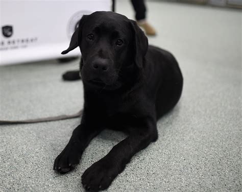 Labrador Sworn In As Emotional Support Dog | Emotional support dog, Support dog, Labrador