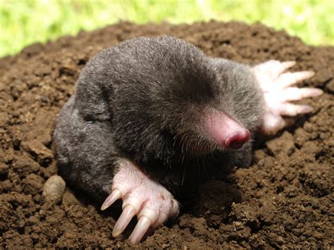 How Do I Get Rid Of Moles In My Yard With Dogs