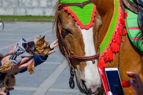 Premium Photo | A small dog meets a horse.