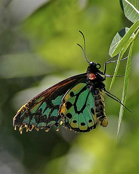 Illegal Trade of Endangered Insects Rampant on eBay and Amazon, Study ...