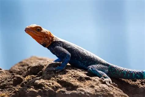 Agama Lizard - Facts, Size, Diet, Pictures - All Animal Facts