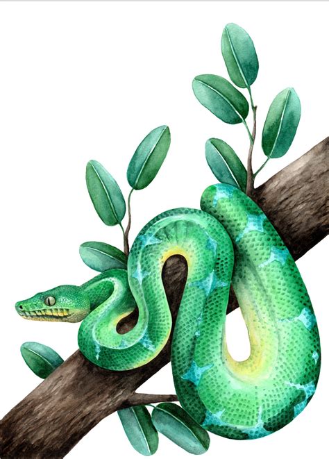 Emerald tree boa Snake painting Reptile room decor Snake art | Etsy