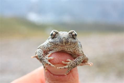 "Don't Touch Dem Eggs!" - Common Midwife Toad | Featured Creature