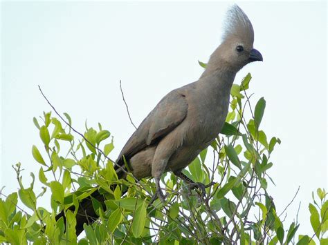 Grey Go-away-bird (Lourie) - Kwevoël | Backyard birds, Bird, Africa