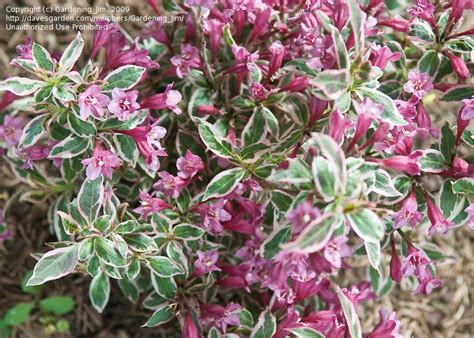 PlantFiles: Picture #9 of Weigela 'My Monet' (Weigela florida ...