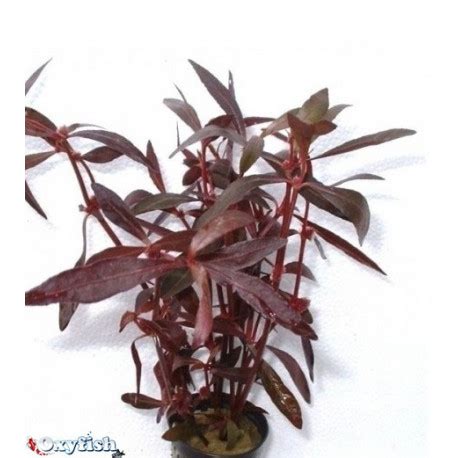 Alternanthera sessilis en pot - Plantes d'aquarium - Oxyfish vente ...