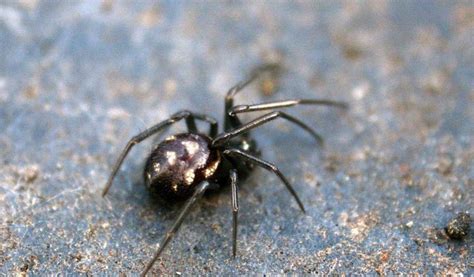 Black Widow Spider - Facts, Bite & Habitat Information