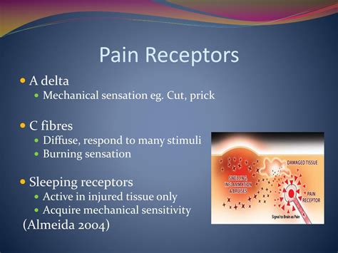 PPT - A Case Study in Neuropathic Pain PowerPoint Presentation - ID:239083