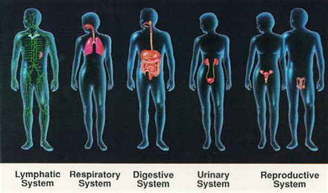 The Body Systems - The Wonderful Human Body