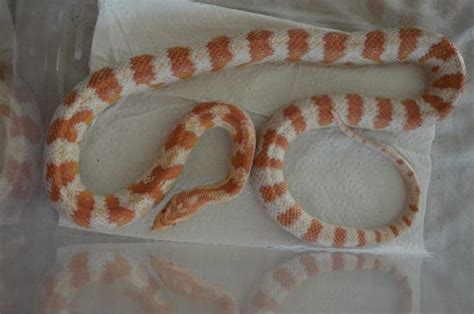 Corn Snake Morphs and Genetics: The Ultimate Guide