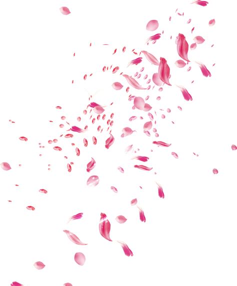 roses petals | Cherry blossom petals, Rose petals falling, Flower ...