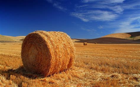 Hay Field Wallpaper | Download Hay bale on the field wallpaper | Photos ...