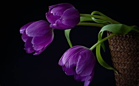 Purple Tulips Background | Purple tulips, Purple flowers, Tulips flowers