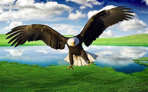 Flying Eagle Hd Desktop Wallpapers - Wallpaper Cave