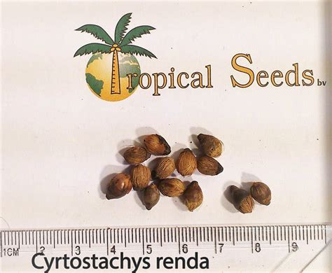 Cyrtostachys renda Seeds