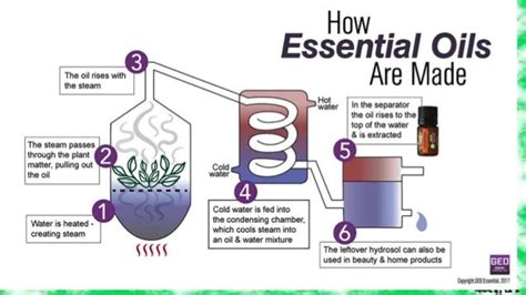 Techniques for extraction of essential oils