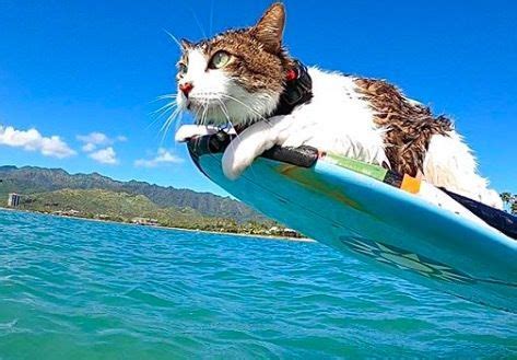 Meet Hokule’a…The Hawaiian Surf Cat | Surfing, Cats, Sports images