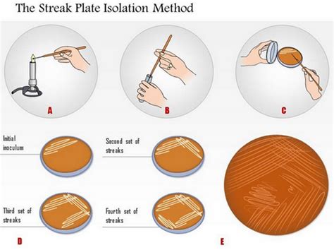 Isolation and preservation methods for pure cultures.