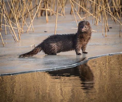 European mink Vombs Ängar Skåne Sweden | Nature Photography by Kristian Adolfsson