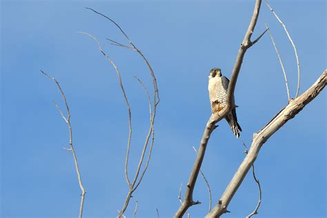 Birds of NM