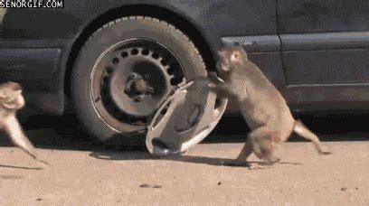 Funny Monkey GIFs - Get the best GIF on GIPHY