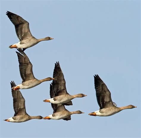 Taiga bean goose migrating in flight formation over Smaland | Goose, Bird, Wild geese