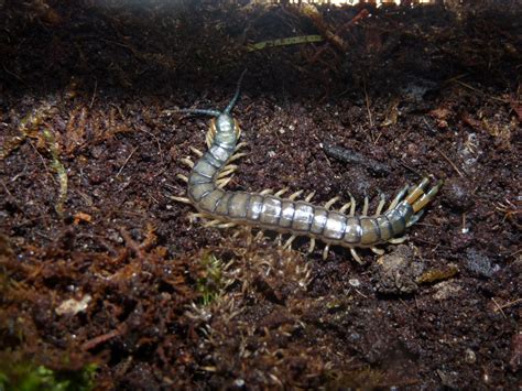 Florida Blue Centipede (Hemiscolopendra marginata) | Arachnoboards