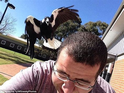 Australian magpie swooping season arrives early | Daily Mail Online