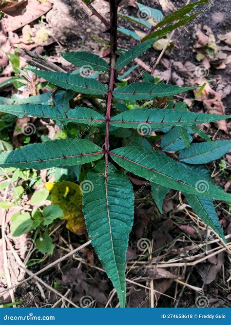 Close-up View of the Leaves of the Andaliman or Batak Peppercorn Tree ...