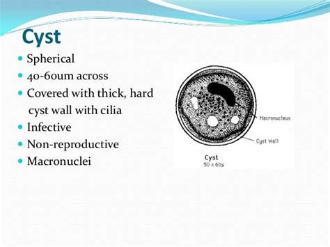 Balantidium Coli