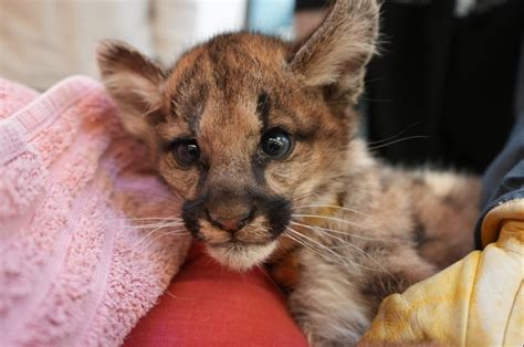 Orphaned puma cubs at the Oakland Zoo point to the need for wildlife ...