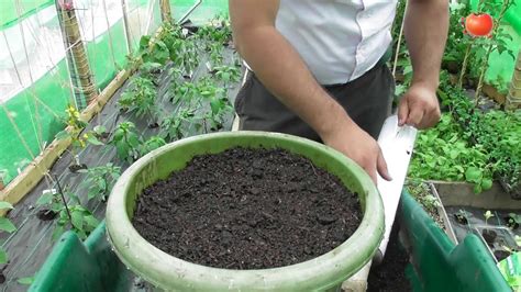 Growing Lemon Grass Seeds At Home - Easy Guide | Desi Gardening - YouTube