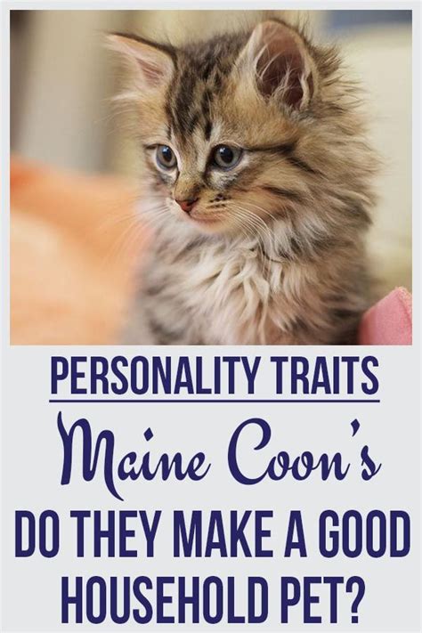 See what Maine Coons Personality Traits are like, and if they make good household pets for you ...