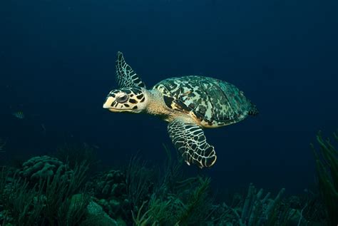 Sea Turtle Conservation - DCNA