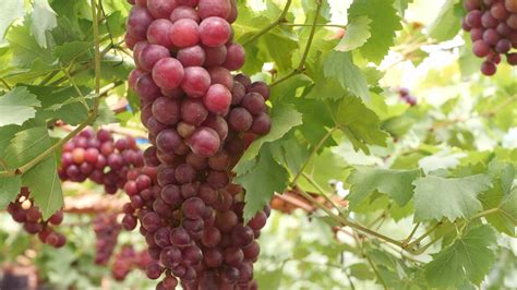 Red grapes in an organic vineyard 24986201 Stock Video at Vecteezy