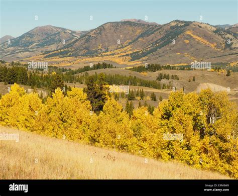 Aspen Trees in Fall Color Stock Photo - Alamy